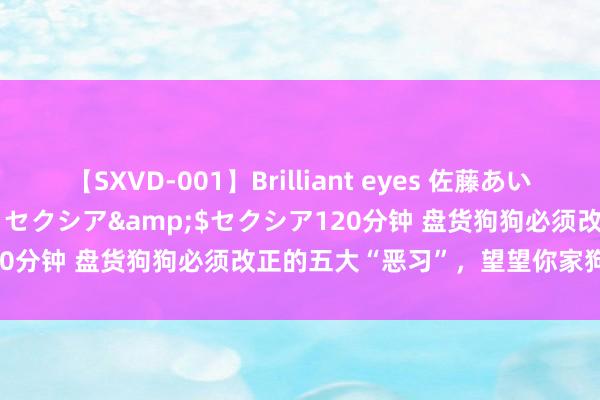 【SXVD-001】Brilliant eyes 佐藤あい</a>2006-11-01セクシア&$セクシア120分钟 盘货狗狗必须改正的五大“恶习”，望望你家狗狗中了几条？